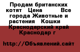 Продам британских котят › Цена ­ 500 - Все города Животные и растения » Кошки   . Краснодарский край,Краснодар г.